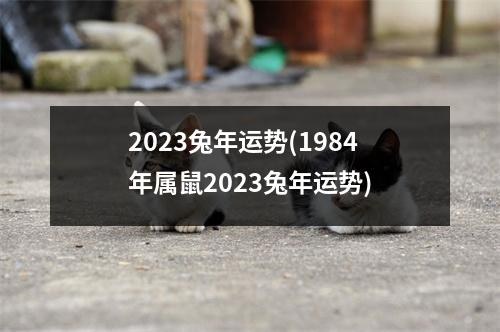 2023兔年运势(1984年属鼠2023兔年运势)
